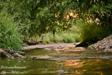 New River / ***