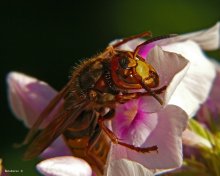Hornisse / Vespa crabro