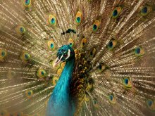 "Der Feuervogel" / .........