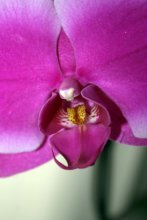 Orchidee / ***