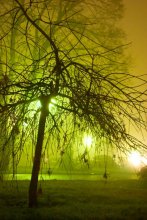 Baum im Nebel / ***