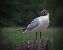 Porträt eines Bird / ***