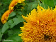 Sonnenblume / ***