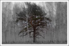 One / A lone tree, or the heart of the forest?