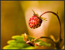 Es war Sommer ... / ***