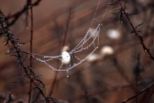 Ketten für Natasha! / *****