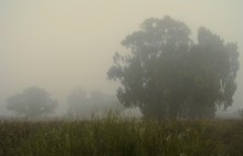 Misty Dawn / #####