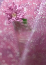 Chrysantheme / *****