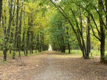Allee / ***