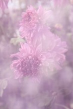 Transparente / ********