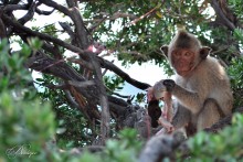 Monkey - russula / ***