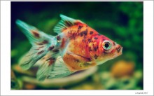 Gold Fish / ***
