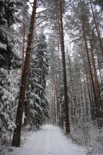 in den Winterwald ... / ***