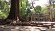 Der Tempel von Ta Prohm / ***