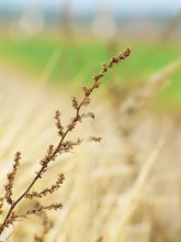 Im Gras / ***