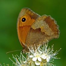 Ox-eye / Maniola jurtina