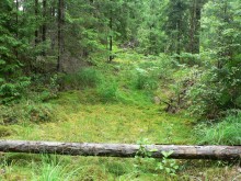 Forest / ***