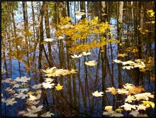 Drowned Herbst. / ***