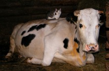 Matroskin Katze und eine Kuh Murka / ***
