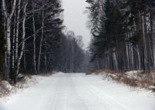 Der Weg in den Wald / ***