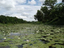 Nymphaea / .....