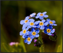 Forget-me-... / ***