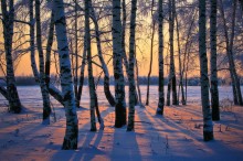 Birch Sunset / ******