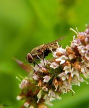 Zhygalka Herbst / Stomoxys calcitrans