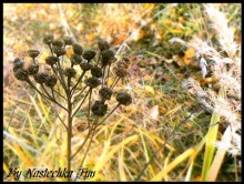 Pflanze / ***