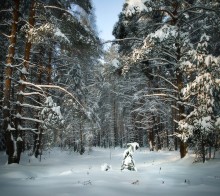 Winterwald / ***