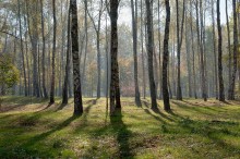 Herbstwald / ***