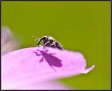 Ich und mein Schatten ... / ***