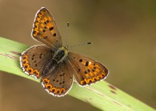 Ducat chernopyatnisty / ***