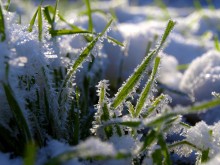Gras in der Nähe des Hauses / ***
