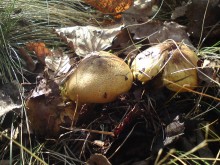 Mushroom Zelenka / ***