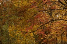 Herbst Velvet / ***