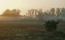 Cactus kam aus dem Nebel ... / *******************