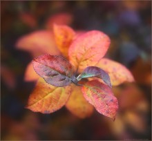 / Farben Herbst / ***