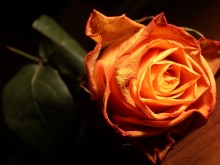 Banal Rose / ***