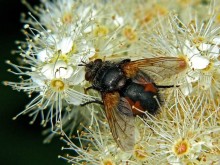 Ezhemuha heftigen / Tachina fera