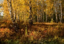 Birch Herbst / ***