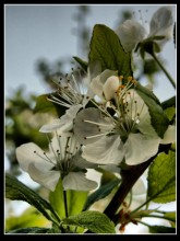 Frühling / ***