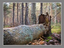 In einem Holz (Fragment). / .........