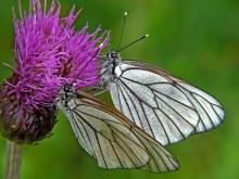 Boyaryshnitsy / Aporia crataegi