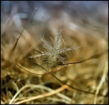 Gardin ... / ***