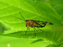 Skorpionnitsa und Parasiten / ***