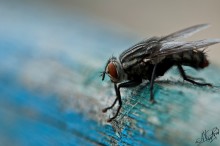 Fly auf einer Schaukel / ***
