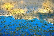 Sky im Teich / ***