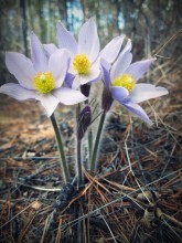 der Geruch von Frühling .. / .........