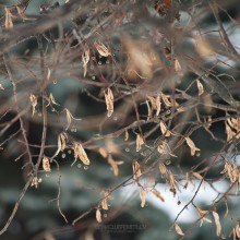 Deadwood 02 / ***